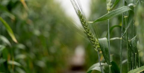 Рекордно низький рівень якості озимої пшениці в США додає занепокоєння напруженому ринку, – огляд іноземних ЗМІ за 01 листопад 2022 року Рис.1