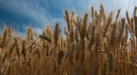 Світове виробництво пшениці виходить на рекорд,- ФАО Рис.1