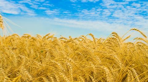 Українські аграрії намолотили 32,6 млн тонн зерна Рис.1