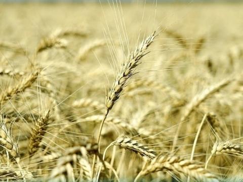 Відкриття нового гена «Зеленої революції» сіє надію на стійку до посухи пшеницю Рис.1