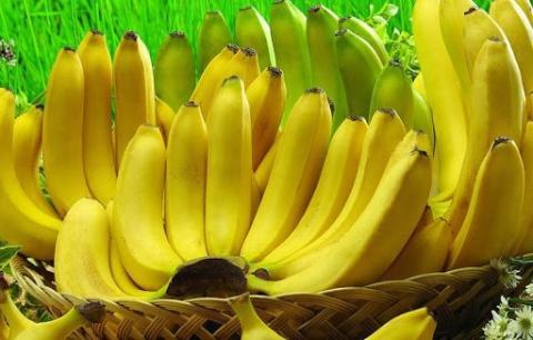 З 2024 року на продаж надійде новий сорт бананів, стійкий до «панамської хвороби» Рис.1