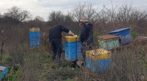 З Харківщини евакуювали бджіл, які пережили окупацію Рис.1