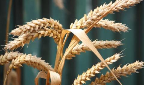 Збільшення прогнозу виробництва, споживання та запасів пшениці у звіті USDA посилить тиск на котирування Рис.1