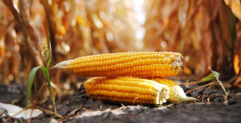 2 млн тонн кукурудзи та 1,6 млн тонн пшениці відправлено з України у листопаді Рис.1