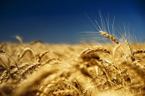 Австралія на шляху до нового рекорду врожаю та зростання експорту пшениці на 9,8 %,- огляд іноземних ЗМІ за 15-16 грудня 2022 року Рис.1