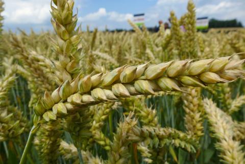 Австралія збирається отримати рекордний урожай пшениці та ріпаку, - огляд іноземних ЗМІ за 05 грудня 2022 року Рис.1