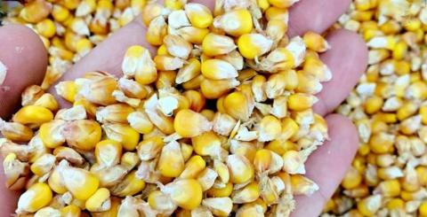 Ціни на українську кукурудзу зростатимуть, але залишаться нижчими за світові Рис.1