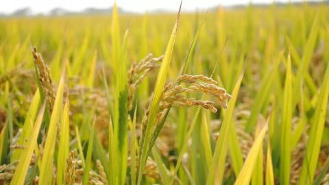 Дослідники вирішують проблему проростання рису та пшениці перед збиранням урожаю Рис.1