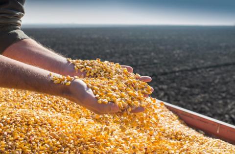 Експорт кукурудзи з України перевищив 10 млн т Рис.1