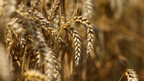Французькі фермери збільшать посівні площі м'якої пшениці до 2023 року Рис.1