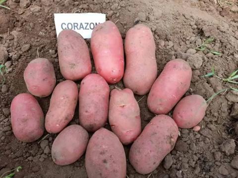 Компанія «Агріко Україна» подала на сортовипробування ранній сорт картоплі «Коразон» Рис.1
