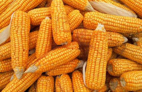 Китай зменшив імпорт кукурудзи,- огляд іноземних ЗМІ за 30 листопада 2022 року Рис.1