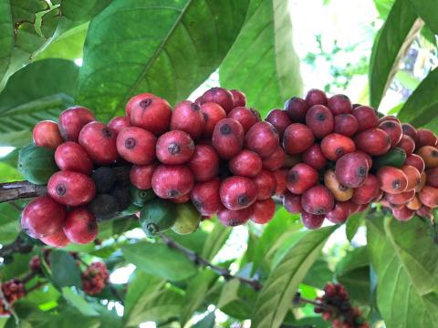 Можливі нові способи продовження вирощування кави в мінливому кліматі Рис.1