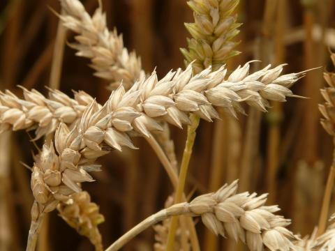 «Нібулон» зберігає свою частку в загальному експорті зерна з України Рис.1