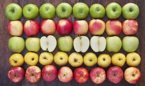 Нові сорти яблука виводять в італійському розпліднику Рис.1
