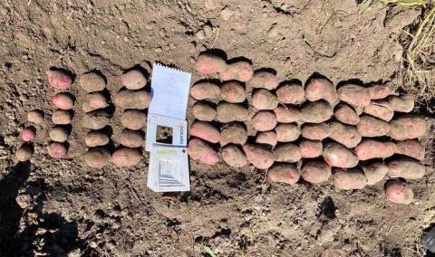 Новий вітчизняний сорт картоплі показав видатну врожайність Рис.1