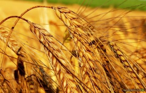 Пшеничні котирування падають, незважаючи на зниження прогнозу світового виробництва у звіті USDA Рис.1