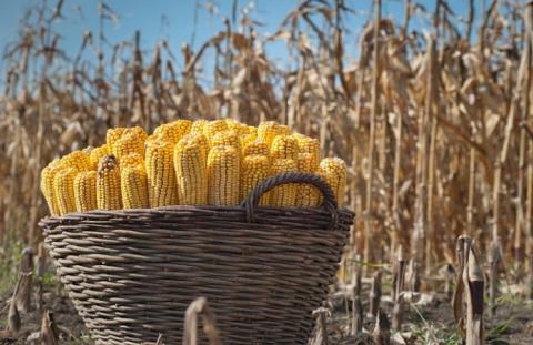 Ринок кукурудзи у другій половині сезону буде дуже цікавим Рис.1