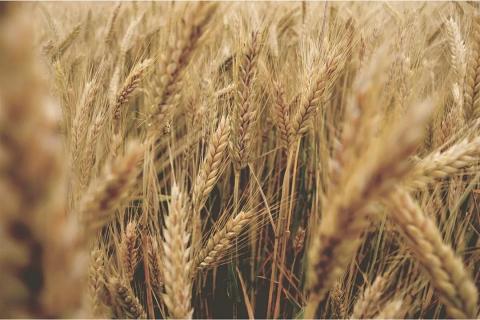 Стійка до посухи пшениця стала на крок ближче завдяки відкриттю нового гена Рис.1