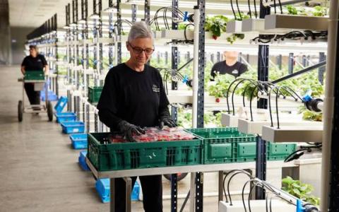 У Новій Зеландії розширюють високотехнологічне виробництво ягоди Рис.1