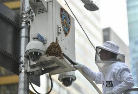 У США запровадили офіційну посаду поліцейський-бджоляр Рис.1