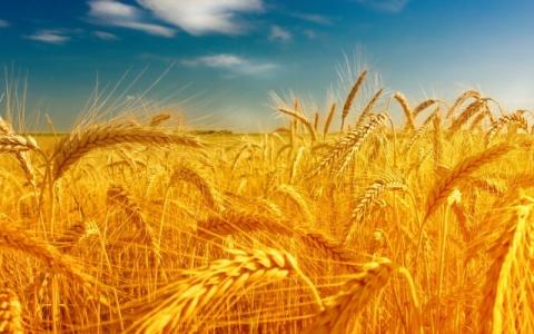 Україна у грудні збільшила поставки пшениці до африканських країн Рис.1