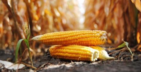 USDA знизив прогноз світового виробництва кукурудзи, зокрема для України – на 4,5 млн т Рис.1