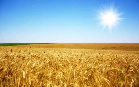 В Україні намолочено 44,9 млн тонн зернових та зернобобових культур Рис.1