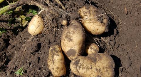 Вчені використовують силу дикої картоплі, щоб нагодувати світ із кліматичними проблемами Рис.1