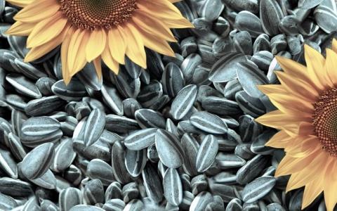 Весною прогнозується дефіцит якісного насіння соняшнику Рис.1
