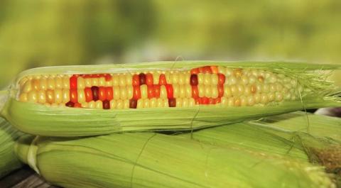 За порушення правил обігу ГМО встановлять штрафи до 17 тис. грн Рис.1