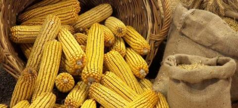 Активний експорт кукурудзи з Бразилії погіршує перспективи американської кукурудзи Рис.1