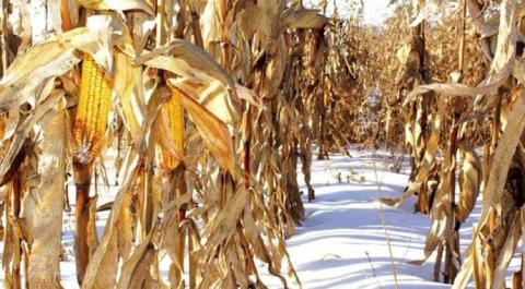 На Сумщині в полях залишається половина кукурудзи Рис.1