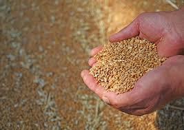 Окупанти у Мелітополі змушують аграріїв здавати зерно за безцінь Рис.1