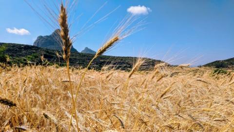 Стародавня стратегія землеробства обіцяє стійкість до зміни клімату Рис.1