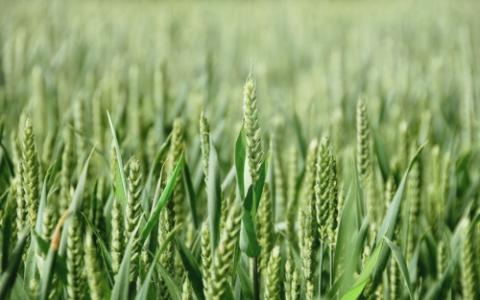 У 2023 році очікується збільшення площ посіву ярої пшениці в Канаді, - огляд іноземних ЗМІ за 10.01.2023 Рис.1