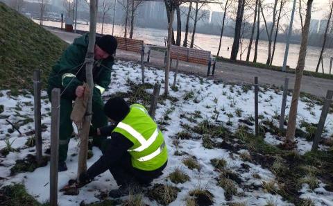 У Києві взимку лікують дерева від сонячних опіків Рис.1