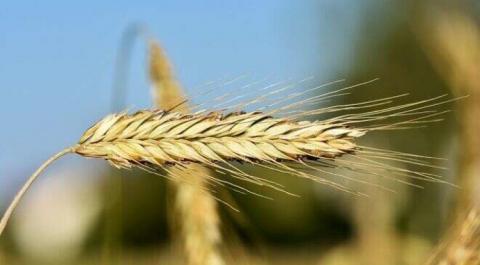 Україна удесятеро скоротила експорт жита Рис.1
