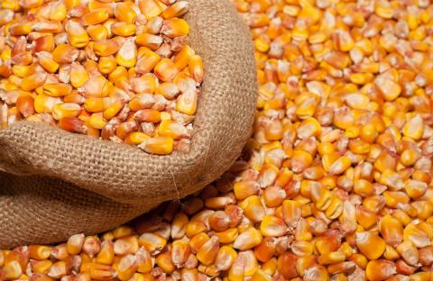 В Україні намолочено 25,2 млн тонн кукурудзи Рис.1