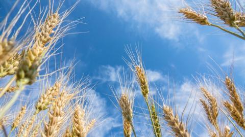 Як правильно вибрати сорт пшениці для посушливих земель Рис.1