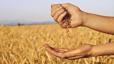 Аграрії Полтавщини намолотили 5,7 млн тонн зерна Рис.1