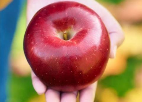 Cosmic Crisp входить до десятки кращих сортів яблук США Рис.1