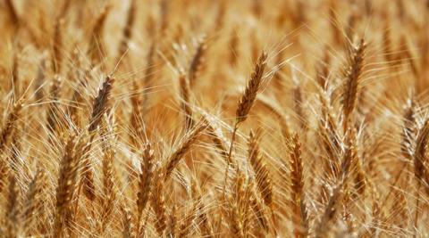 Дослідники вивчають пшеницю, щоб створити нову їжу, - огляд іноземних ЗМІ за 18-20.02.2023 Рис.1