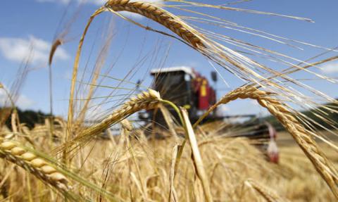 Експорт пшениці з України перевищив 11 млн т Рис.1