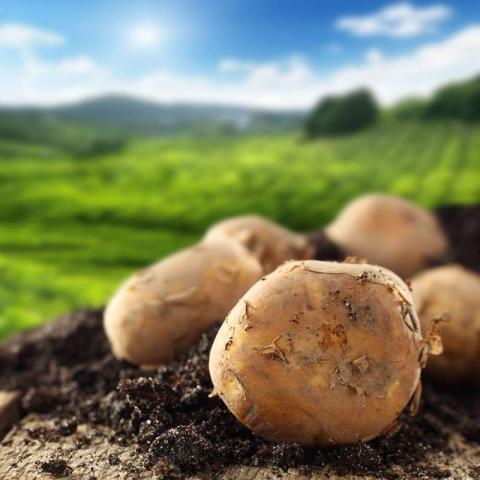 ФАО запрошує постачальників до участі у тендері із закупівлі насіння картоплі Рис.1