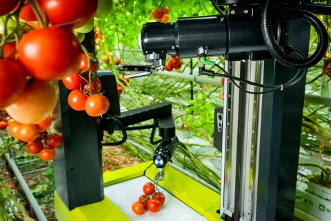 Ізраїльський стартап розробив першого робота зі штучним інтелектом для збирання помідорів Рис.1
