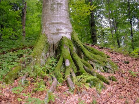 Міндовкілля пропонує внести до Всесвітньої спадщини ЮНЕСКО праліси та старовікові хвойні ліси Карпат Рис.1