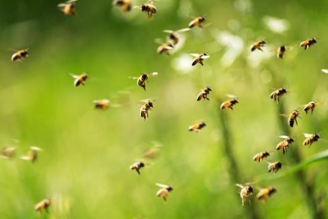 Роботизовані бджоли дають надію на більш здорове довкілля Рис.1