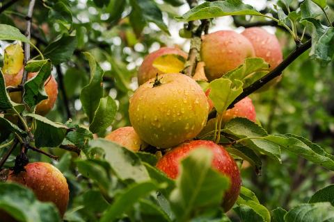 У сезоні 2022/2023 рр. світове виробництво яблука знизиться – USDA Рис.1