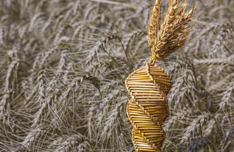 Вчені видалили з пшениці ген, що сприяє утворенню канцерогену Рис.1